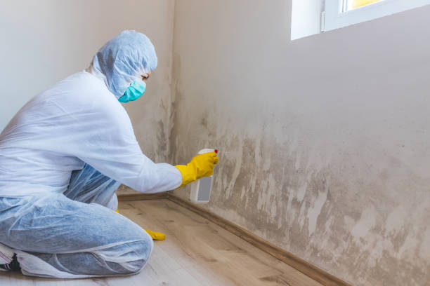 Mold Removal Process in Cockrell Hill, TX