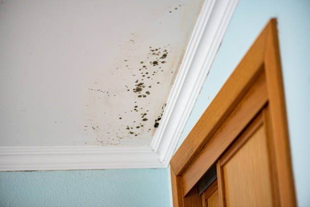 Best Mold Removal Company Near Me  in Cockrell Hill, TX