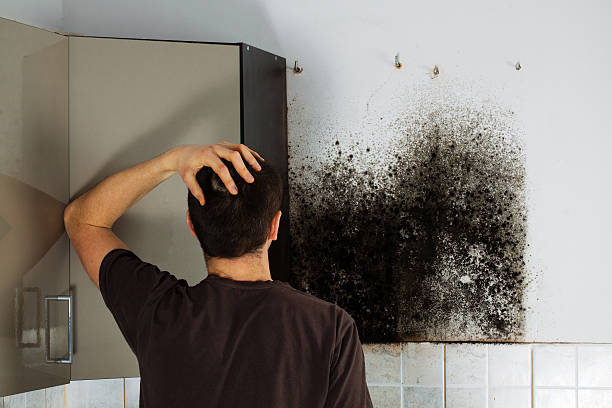 Cockrell Hill, TX Mold Removal Company